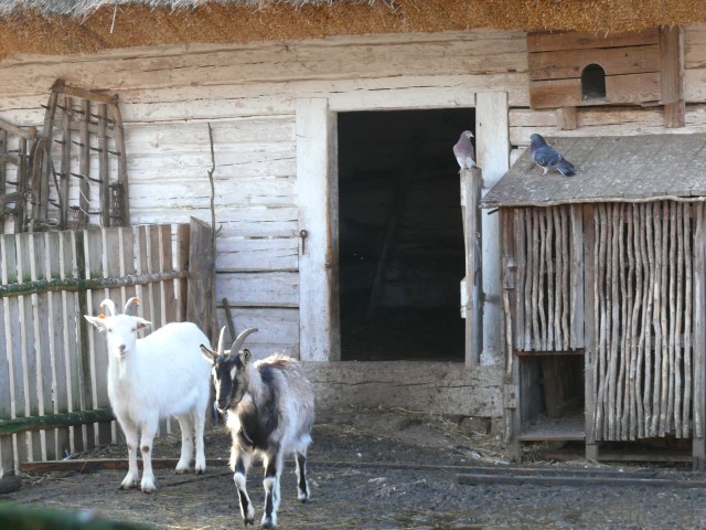 HOMESTEAD FROM ŚLĘŻANY - THE YARD WITH GOATS